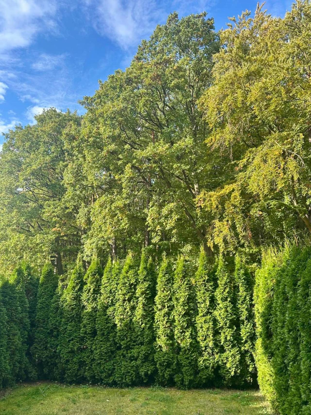 Studio Wiselka Lesna المظهر الخارجي الصورة